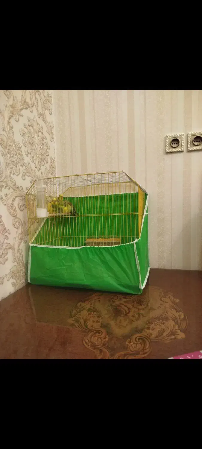 ۳ عدد مرغ عشق|پرنده|آبادان, |دیوار