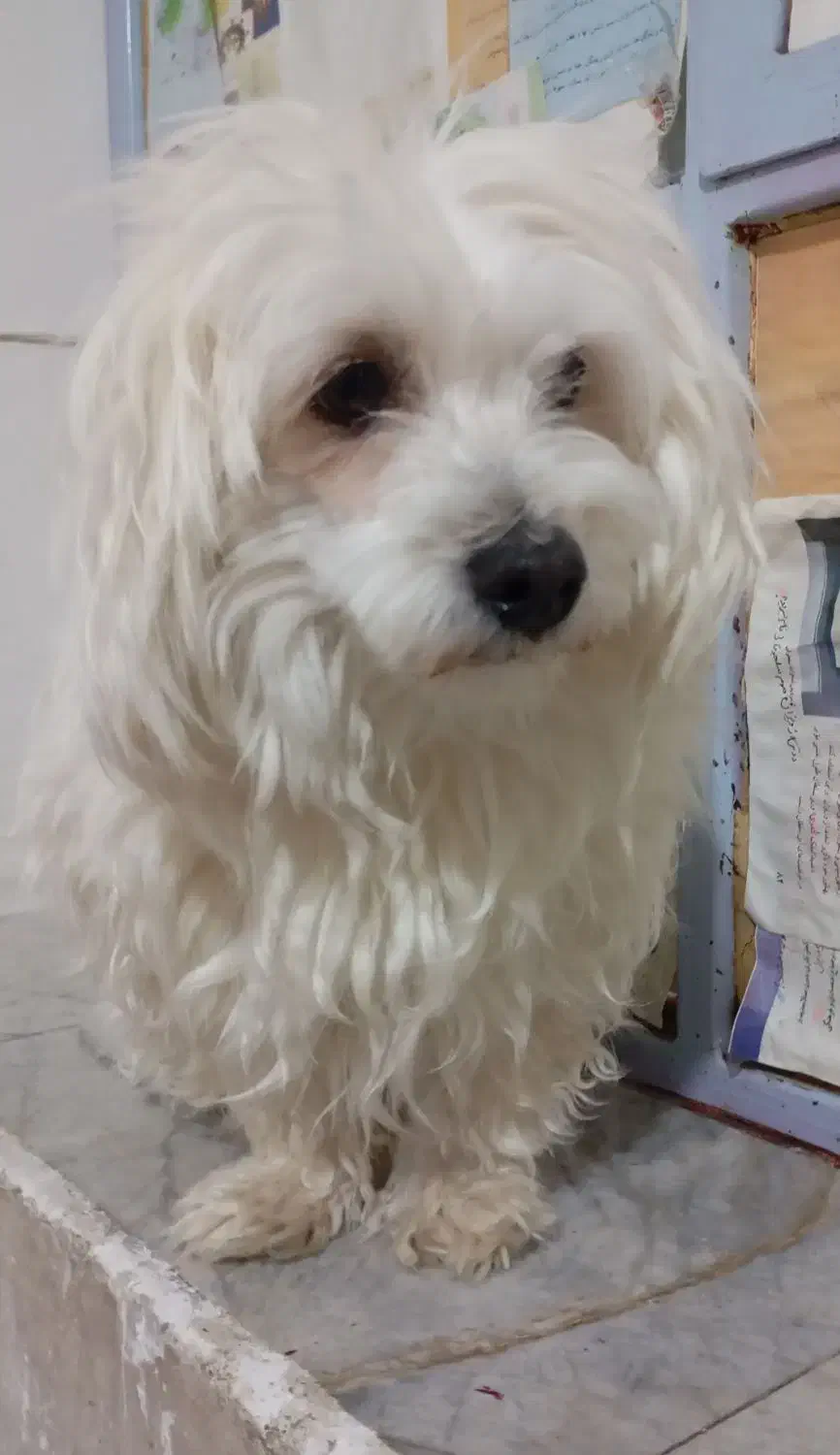 فروش‌سگ|سگ|فسا, |دیوار