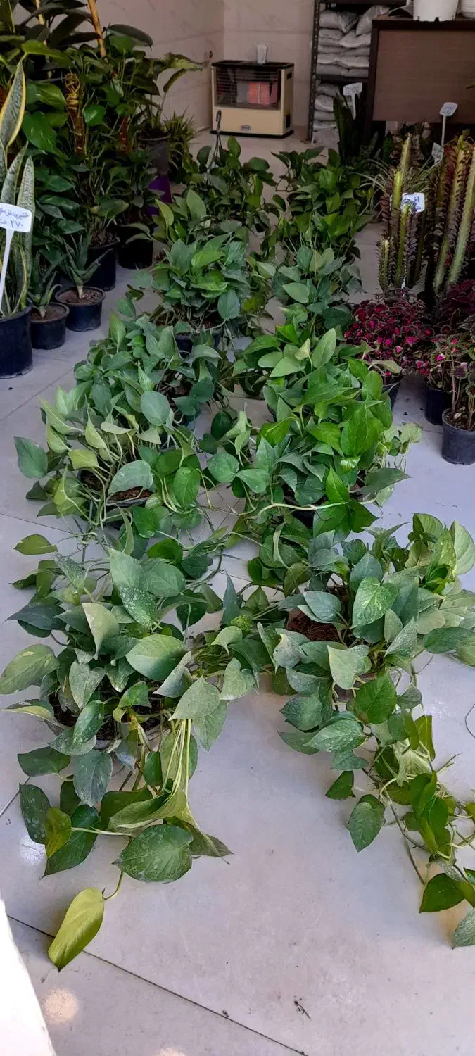 پتوس کاسه ای بزرگ رونده آویز پُر برگ|گل و گیاه طبیعی|قم, نیروگاه|دیوار