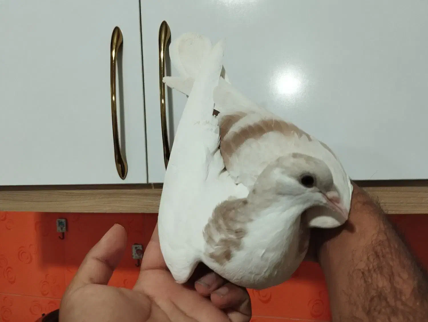 کله سفید کاکول وچپ وراست وسینه سیاه|پرنده|شادمهر, |دیوار