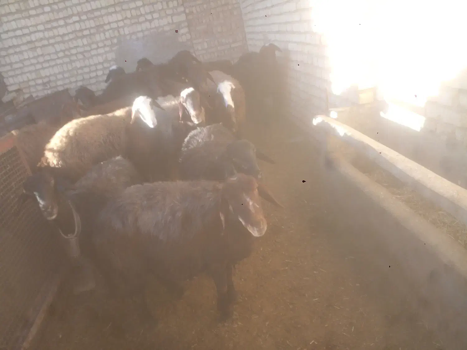 ۱۴راس سیشک شکم دوم قزل افشار|حیوانات مزرعه|فریدونشهر, |دیوار