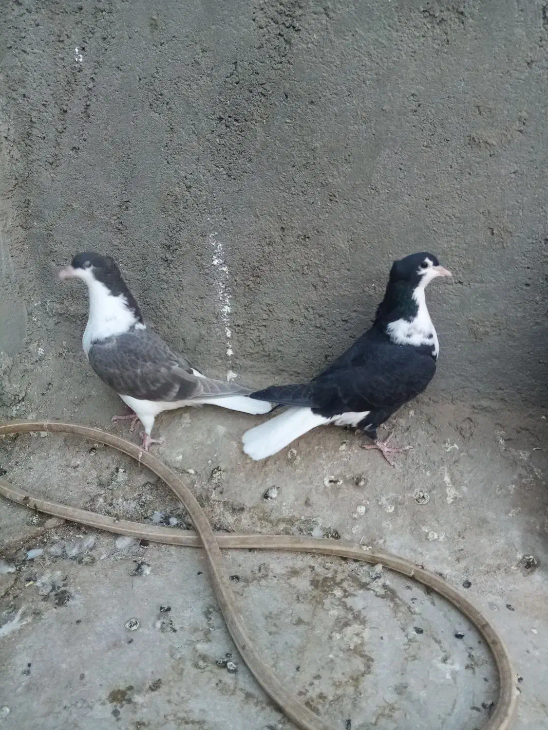 ساده کاکلی|پرنده|بردسکن, |دیوار