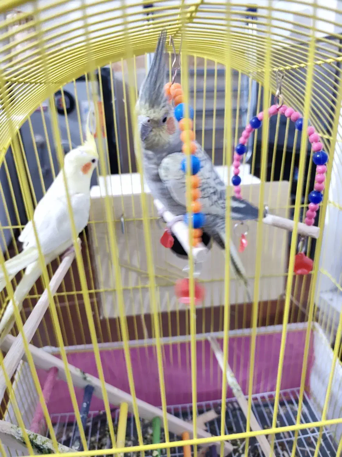 عروس هلندی|پرنده|پیرانشهر, |دیوار