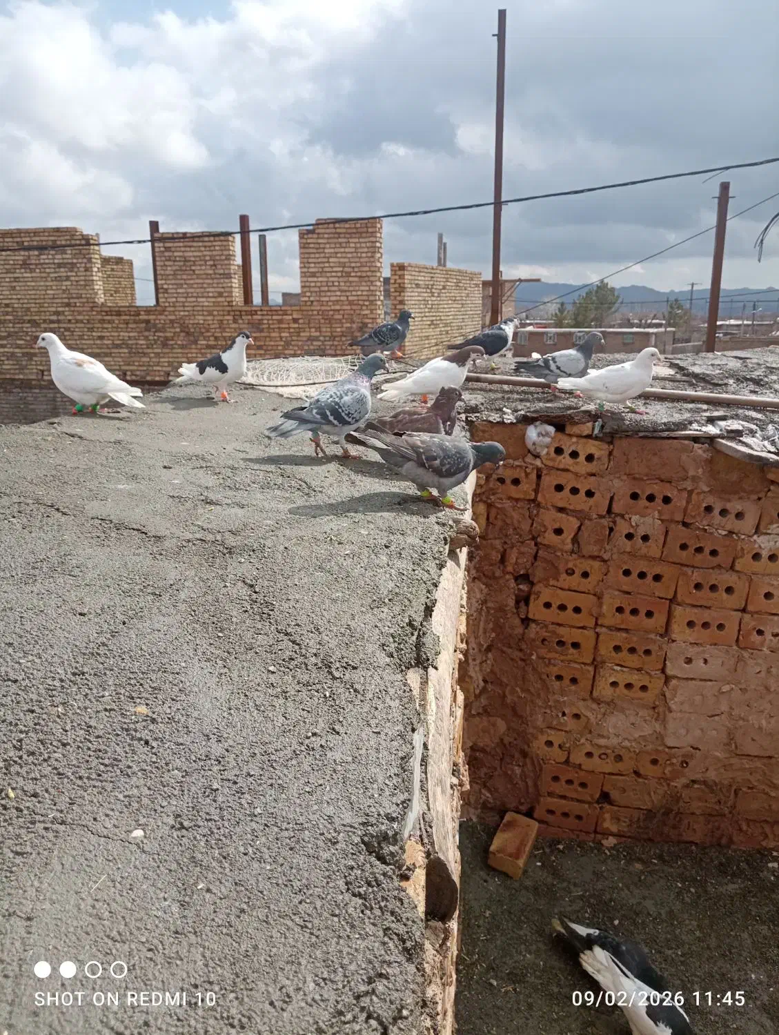 کفتر دورگ|پرنده|مشهد, مقدم|دیوار