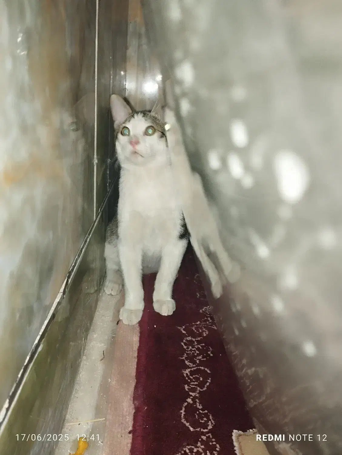 گربه|گربه|زاهدان, |دیوار