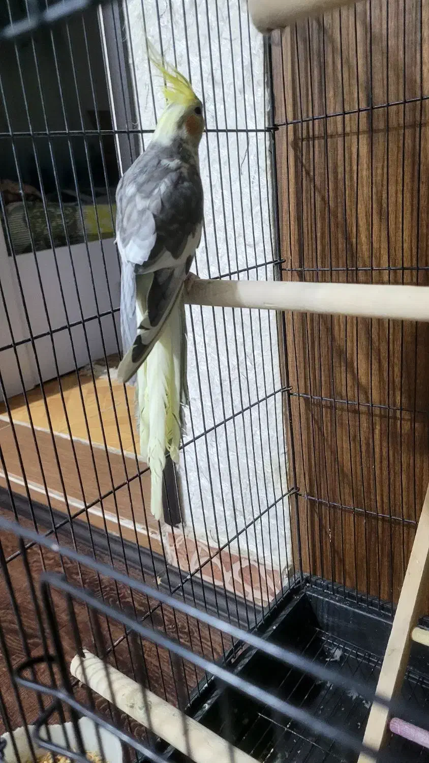 فروشی۲عدد|پرنده|رشت, پاره بیجار|دیوار