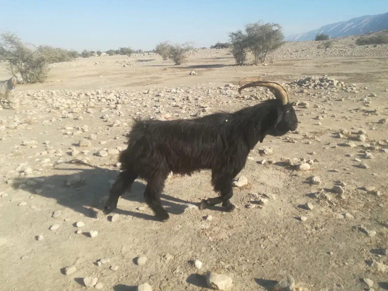 فروش پازن ترکی اصل|حیوانات مزرعه|لامرد, |دیوار