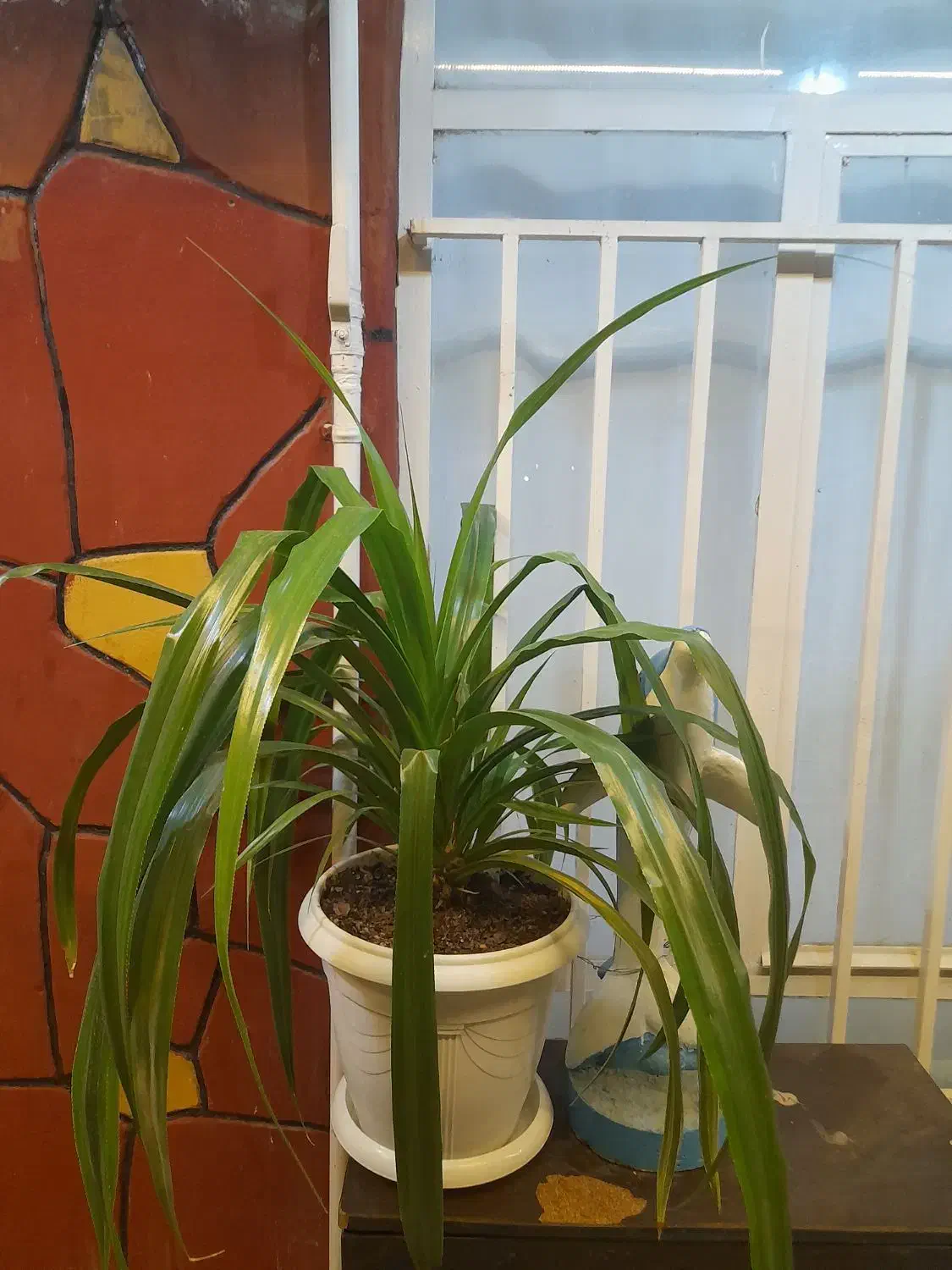 گلهای|گل و گیاه طبیعی|نیشابور, فضل|دیوار