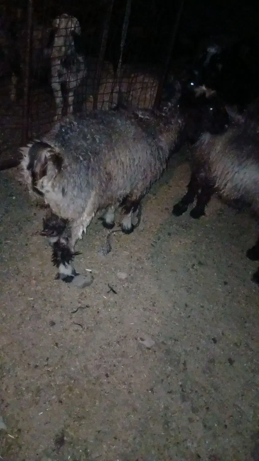 ۳۰ راس بره پرواری برای فروش|حیوانات مزرعه|اندیکا, |دیوار