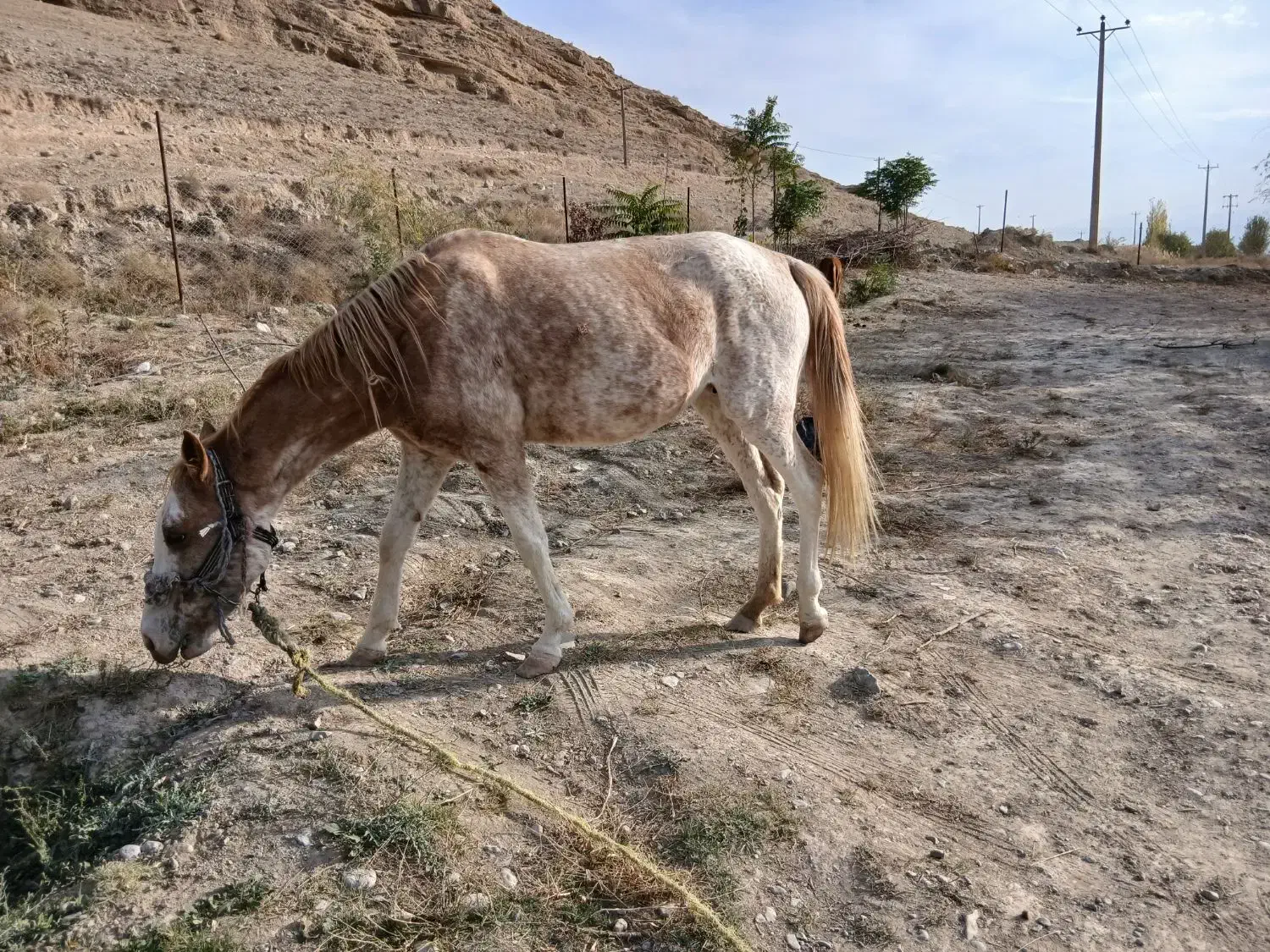 اسب ماده یورقه|اسب و تجهیزات اسب‌سواری|شیروان (خراسان), |دیوار