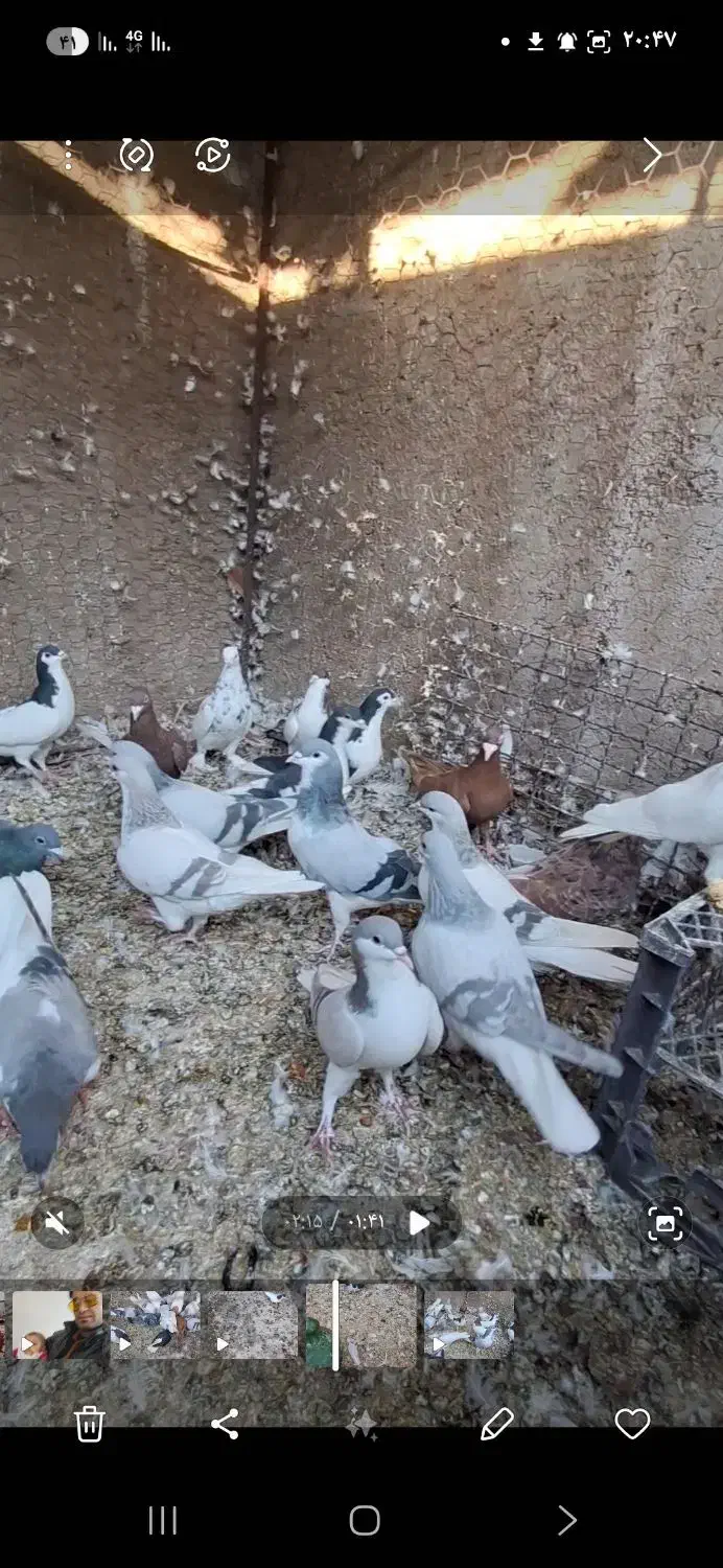 کبوتر رنگی|پرنده|تاکستان, |دیوار