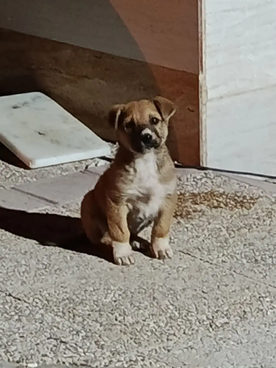 توله ترکی ماده اصل|سگ|بوشهر, |دیوار