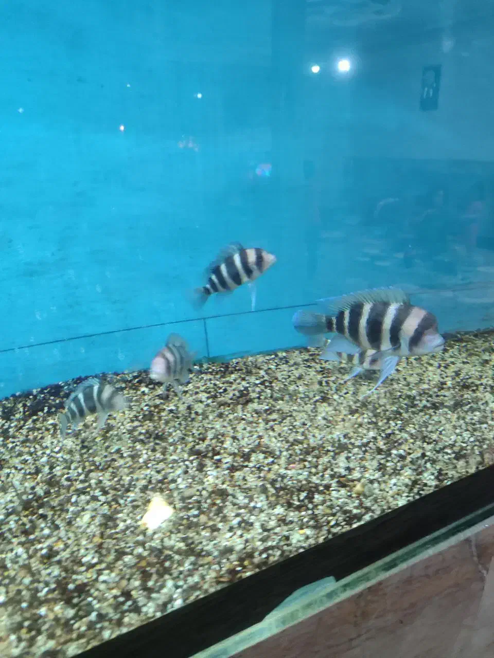 ۶عدد فرانتوزا اور سایز|ماهی|مشهد, چهاربرج|دیوار