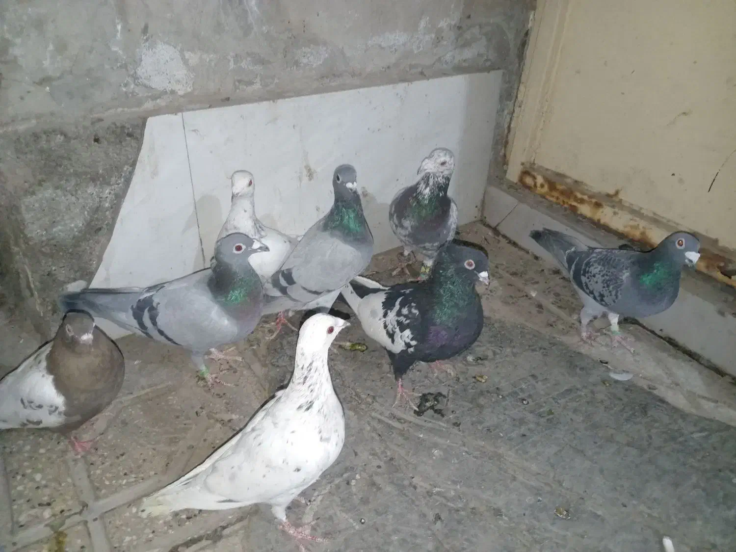 کفبوتر|پرنده|مشهد, شهید قربانی|دیوار