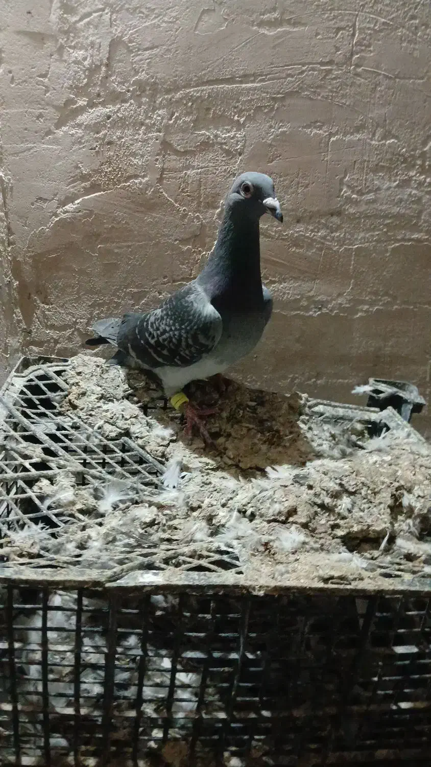 کفتر المانی ورنگه|پرنده|سلیمان, |دیوار