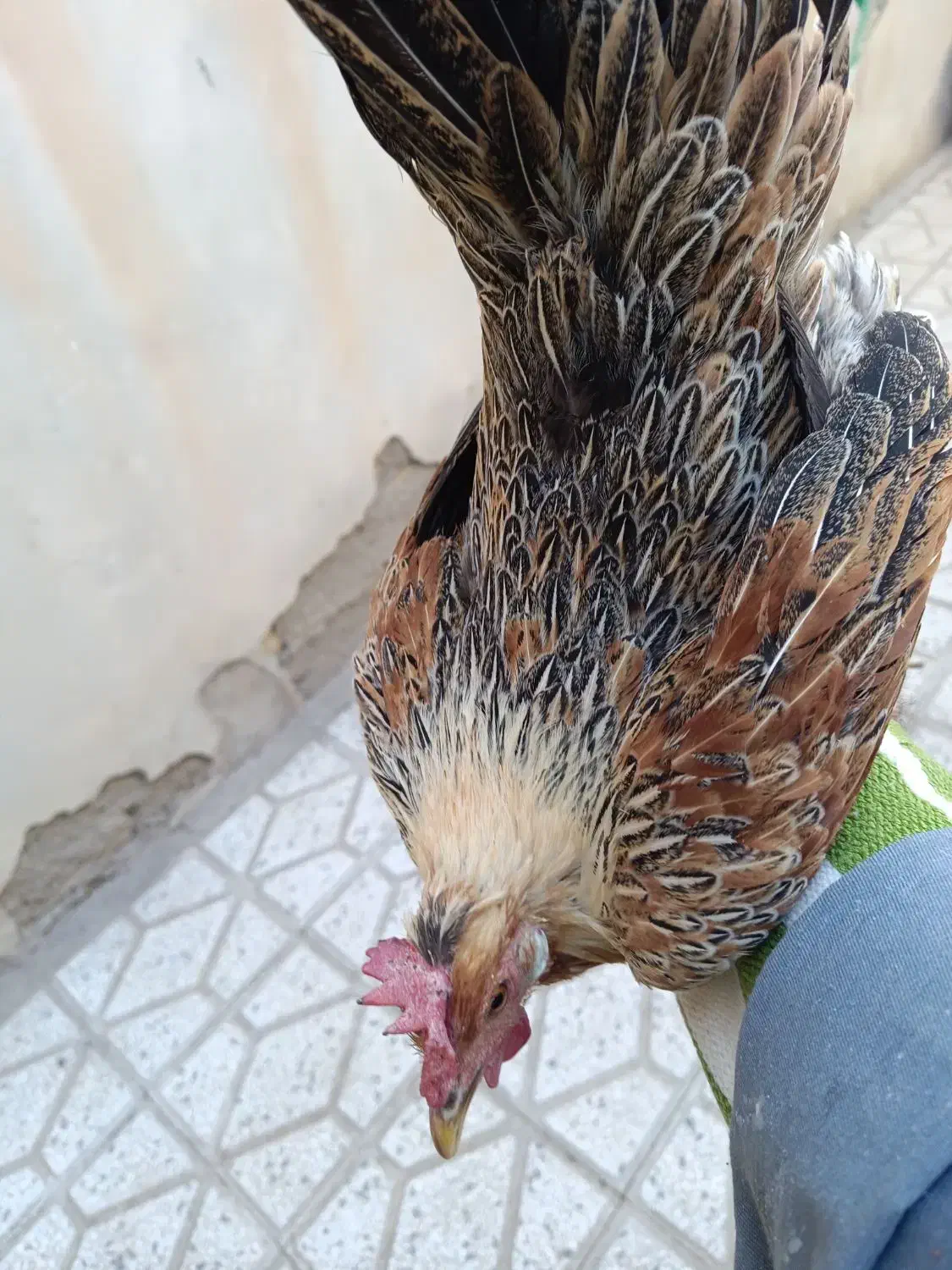 مرغ لری عطیه|حیوانات مزرعه|تهران, جوادیه|دیوار