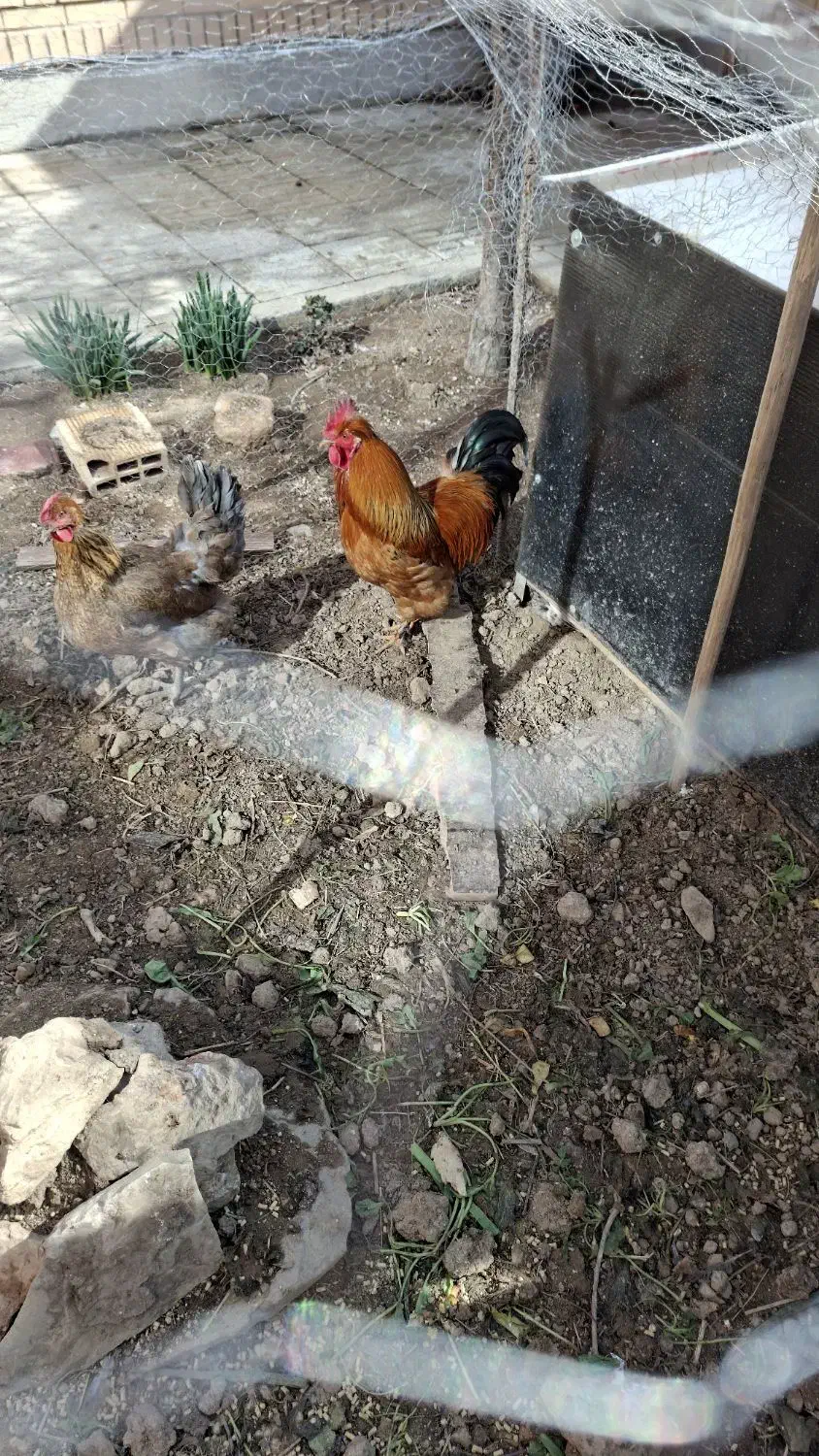 خروس جوان|حیوانات مزرعه|شاهین‌شهر, شهرک پردیس|دیوار