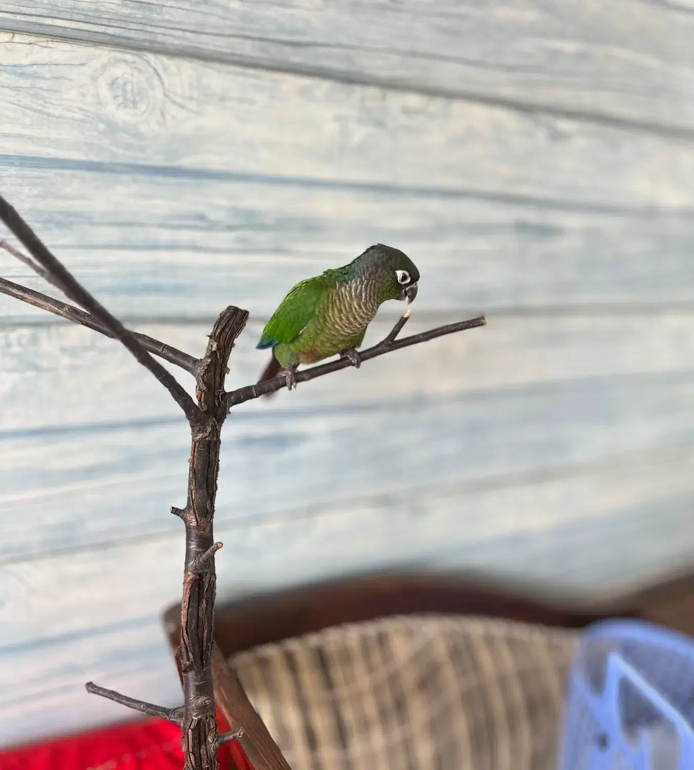 طوطی گرینچیک نر رام خیلی باهوش|پرنده|جویبار, |دیوار