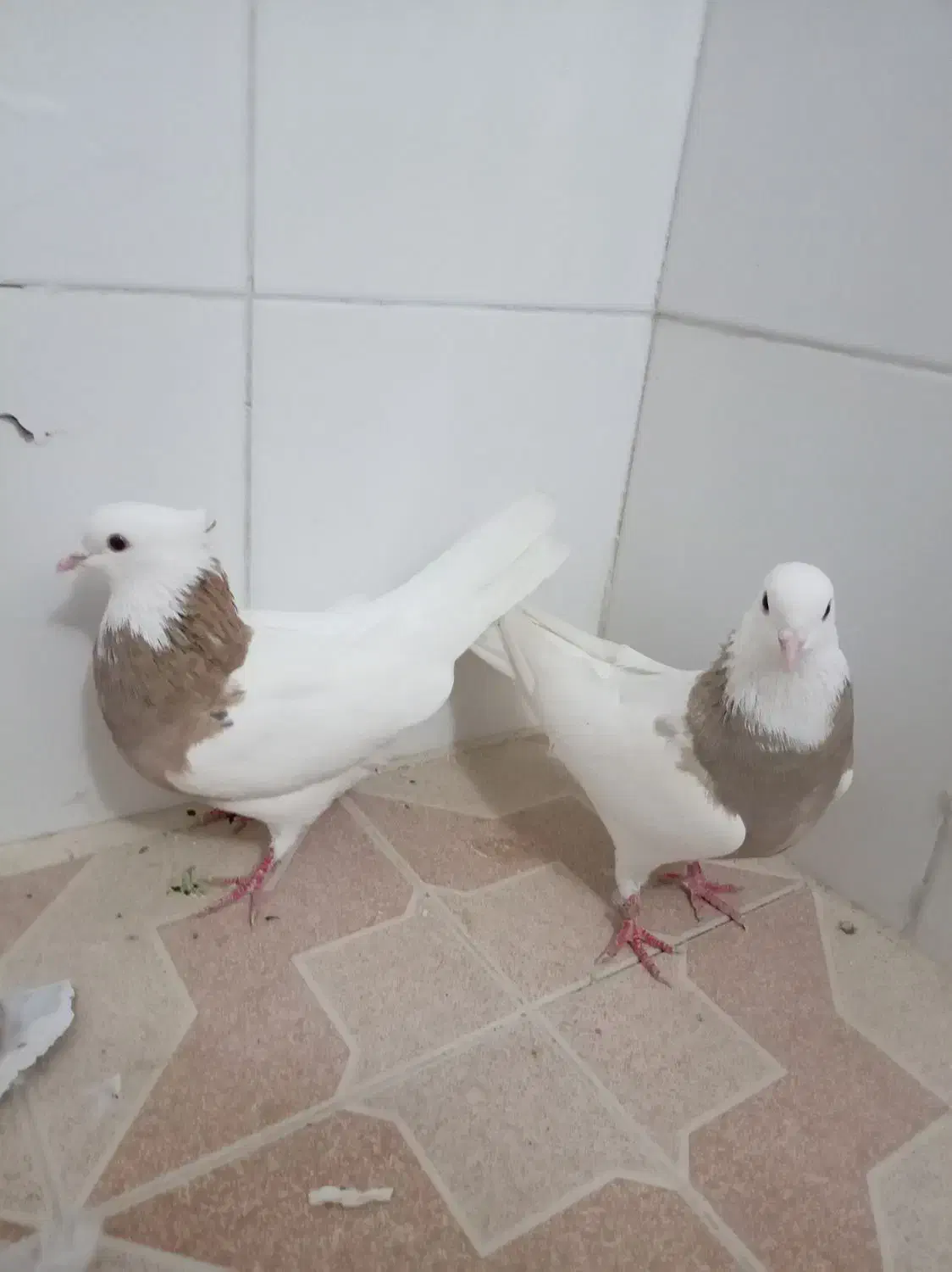 کبوتر سالم|پرنده|خمینیشهر, |دیوار