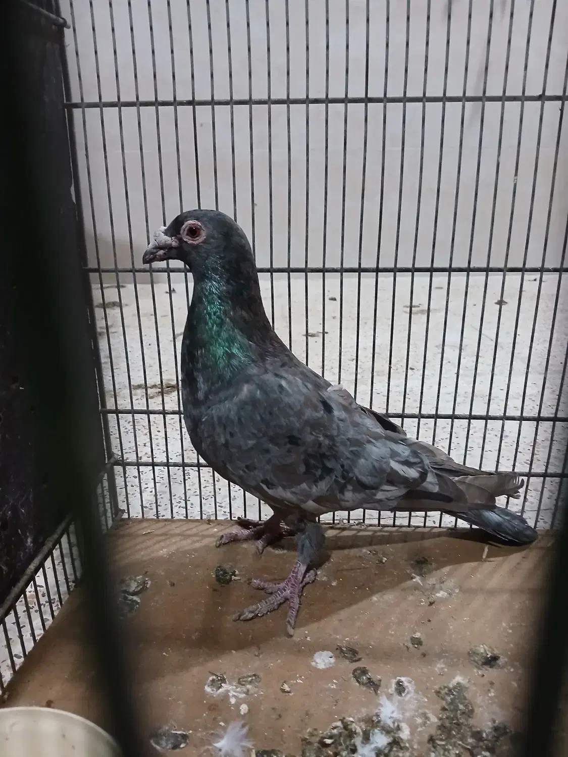 کوهی نامور|پرنده|اسدآباد, |دیوار