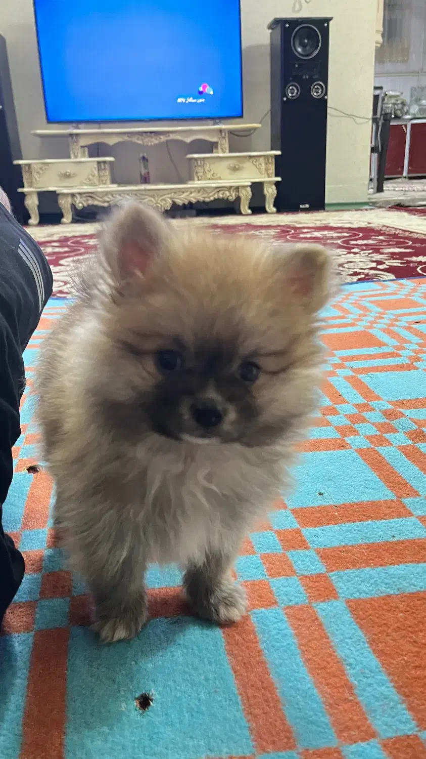 پامر خرسی|سگ|مبارکه, |دیوار