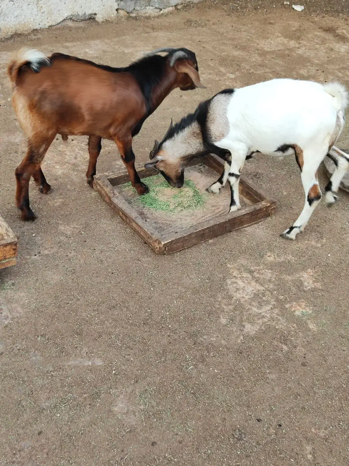 کهره نر و کهره و بر ماده ها فروشی|حیوانات مزرعه|بندرلنگه, |دیوار