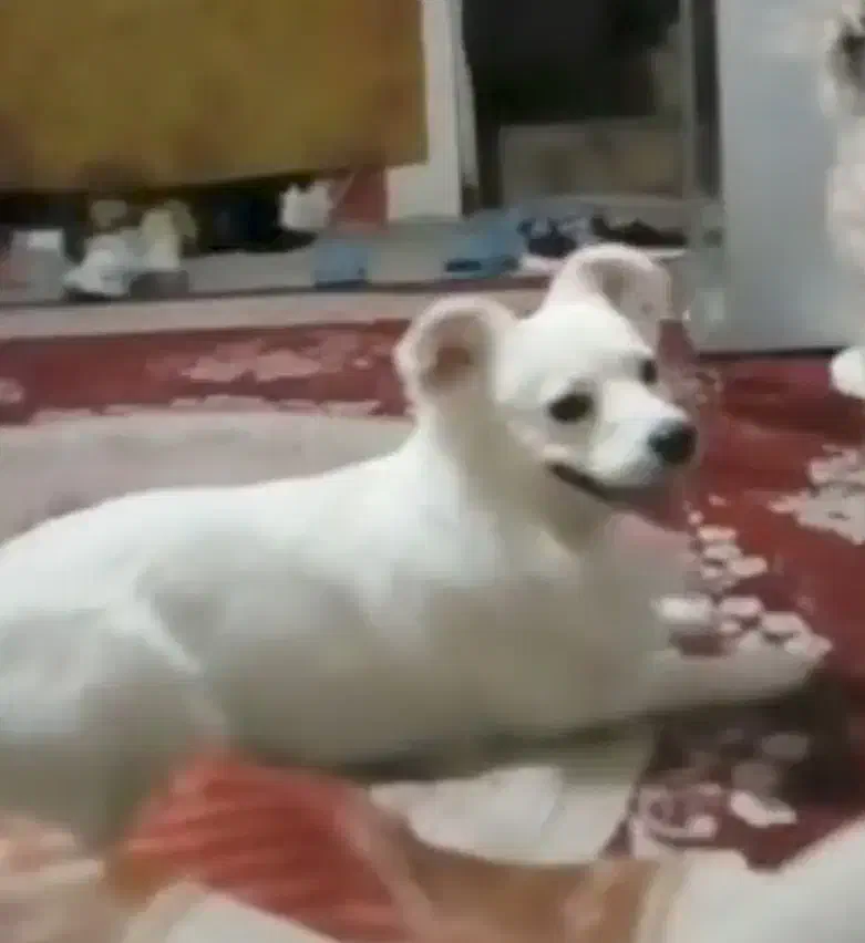 سگ گمشده|حیوانات|اصفهان, کوجان|دیوار