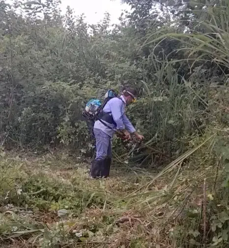 انجام چمن زنی حیاط|خدمات باغبانی و درختکاری|سنگر, |دیوار