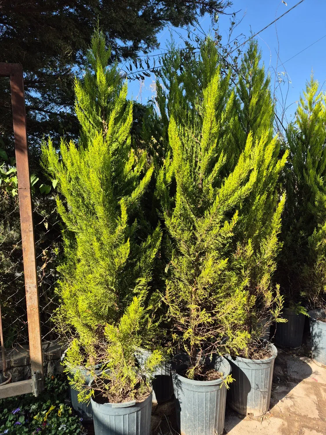 درخت سرو لاوسون *گلخانه من*|گل و گیاه طبیعی|بیرجند, |دیوار