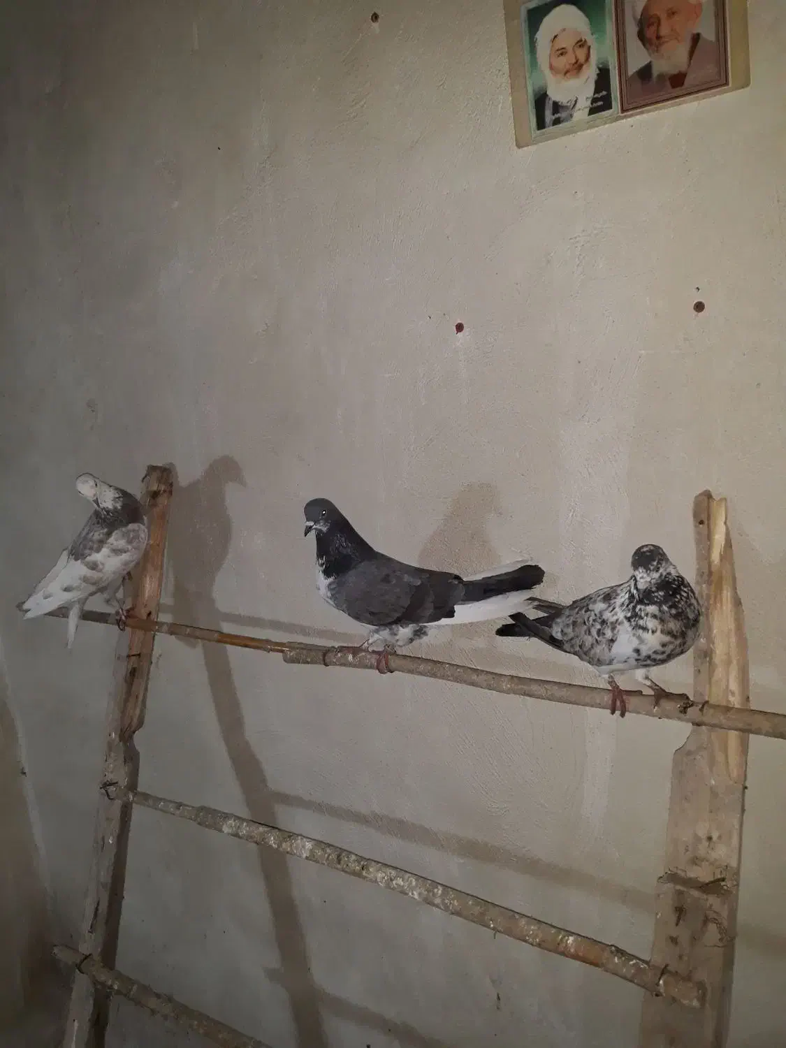 کبوتر تکپر|پرنده|بندر ترکمن, |دیوار