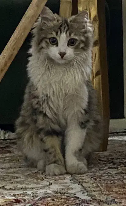 گربه ی گمشده|حیوانات|ارومیه, |دیوار