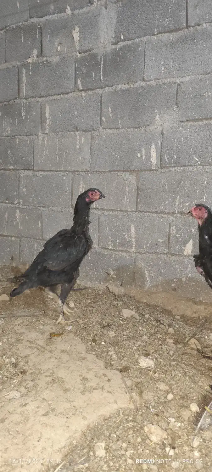 مرغ لاری اوشامو|حیوانات مزرعه|درگز, |دیوار