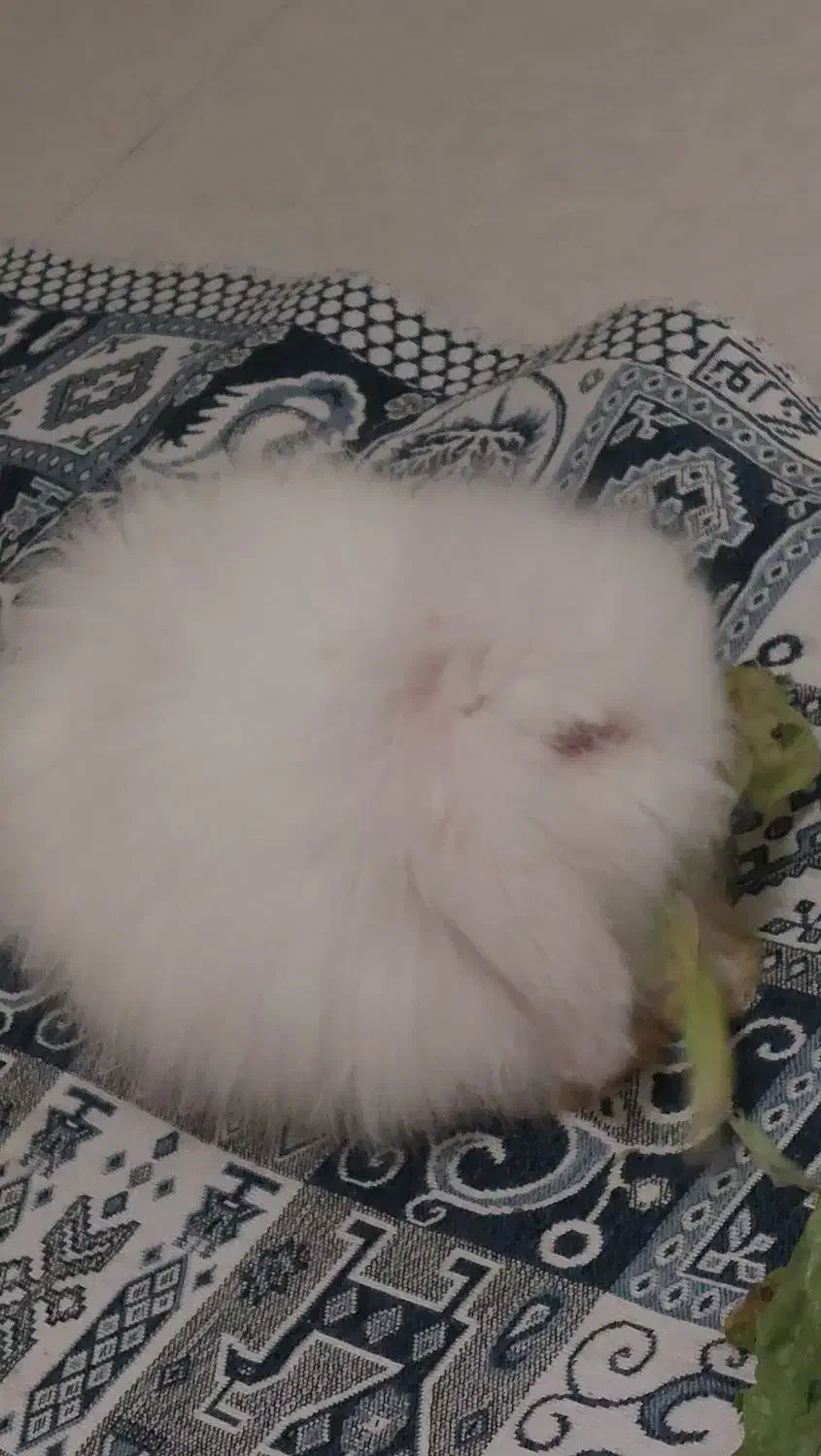 خرگوش لوپ|موش و خرگوش|کرج, گوهردشت|دیوار