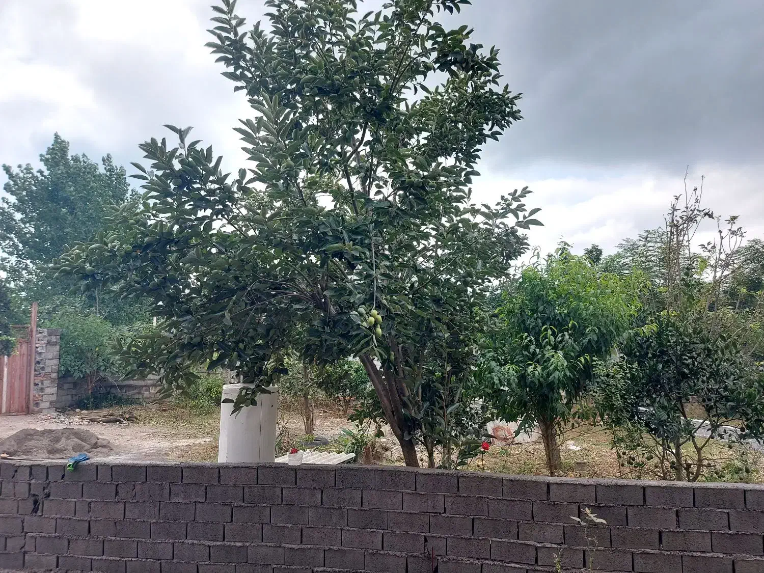 فروش زمین مسکونی،بابل  روستای اله رودبار|فروش زمین و ملک کلنگی|زرگرشهر, |دیوار