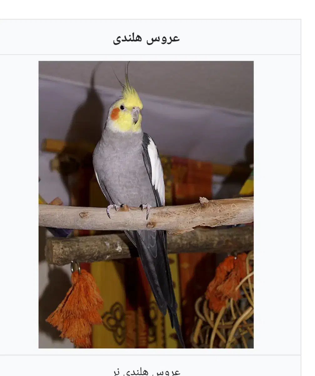 کم شده پرنده عروس هلندی|پرنده|شاهینشهر, خانه کارگر|دیوار