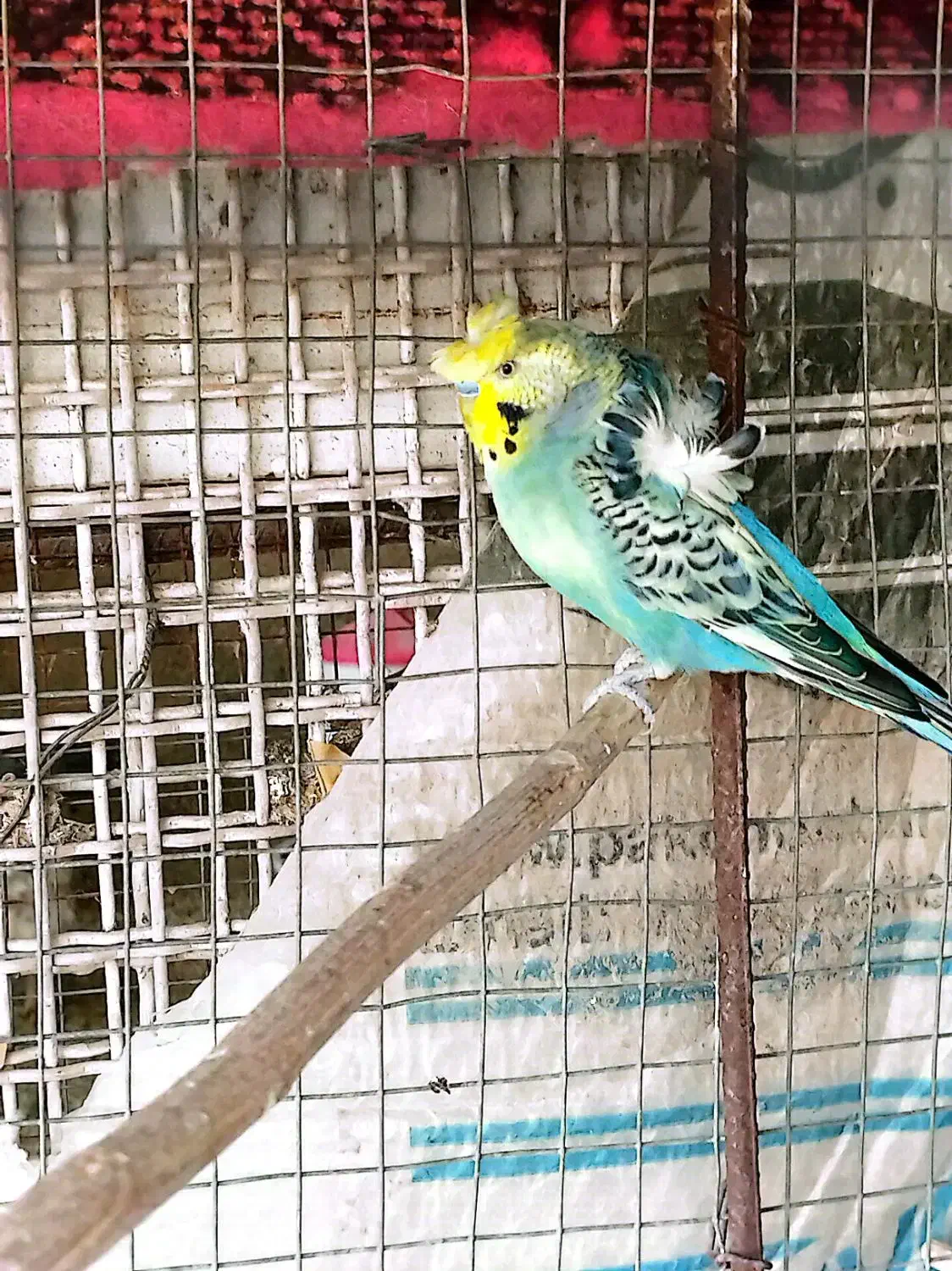 مرغ عشق پروانه‌ای|پرنده|دوگنبدان, |دیوار