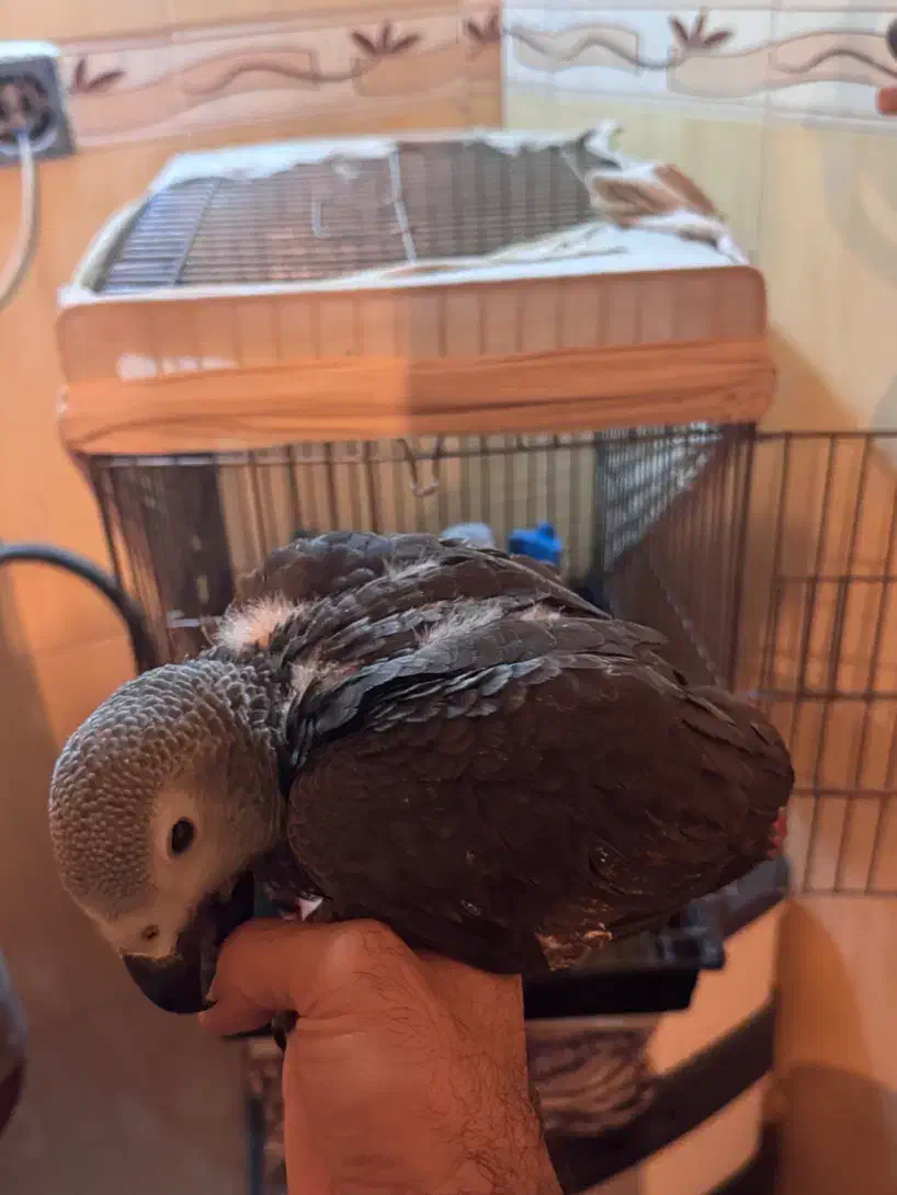 جوجه کاسکو|پرنده|تهران, دانشگاه شریف|دیوار