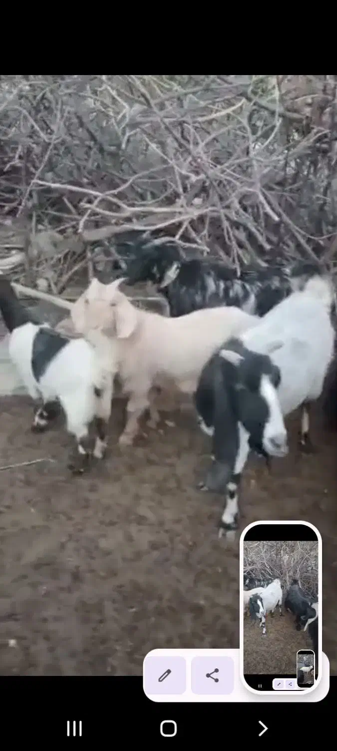 فروش.چهارده  راس بز درجه یک|حیوانات مزرعه|یاسوج, |دیوار