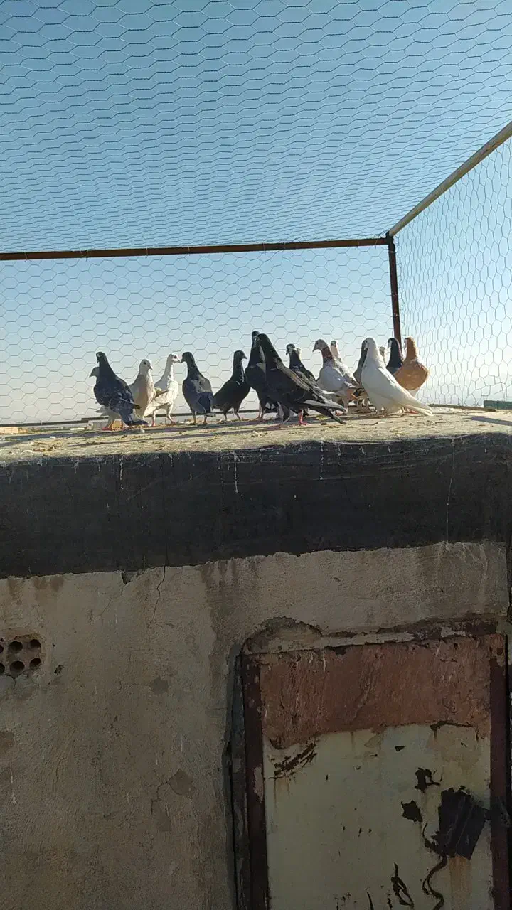 دسته کفتر پرشی همه جوون پرشی هم بو|پرنده|سبزوار, عارف|دیوار