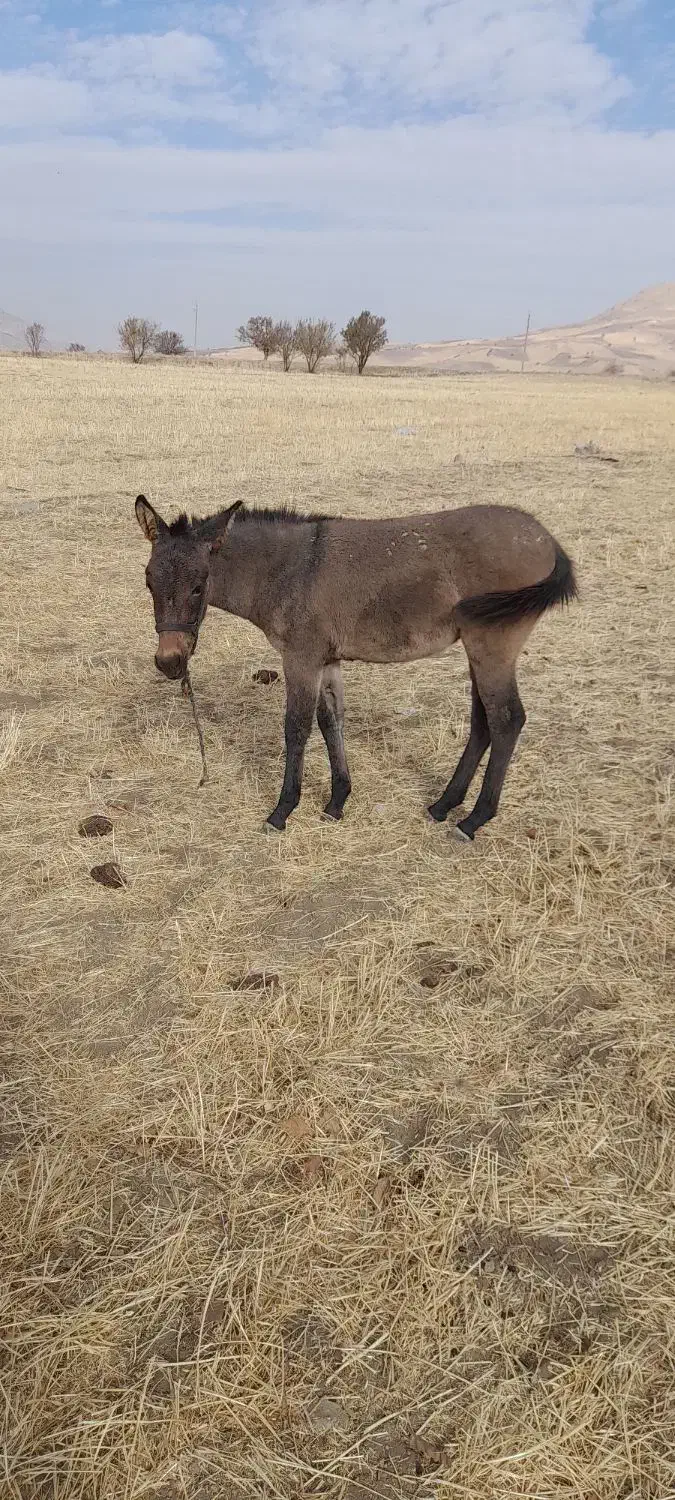 مادیان و کره قاطر به شرط سواری و باری|اسب و تجهیزات اسب‌سواری|کامیاران, |دیوار
