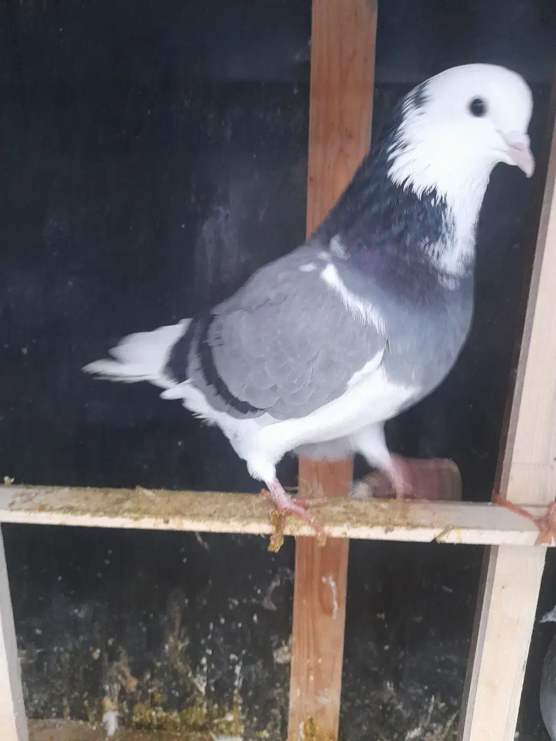 کبوترپرشی نر|پرنده|بندر ترکمن, |دیوار