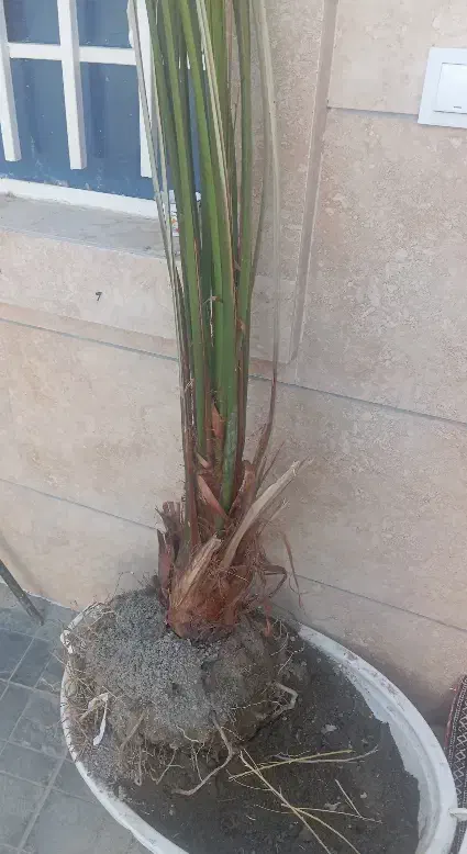 گل نخل خیلی بزرگه|گل و گیاه طبیعی|تربت‌حیدریه, ده پائین|دیوار