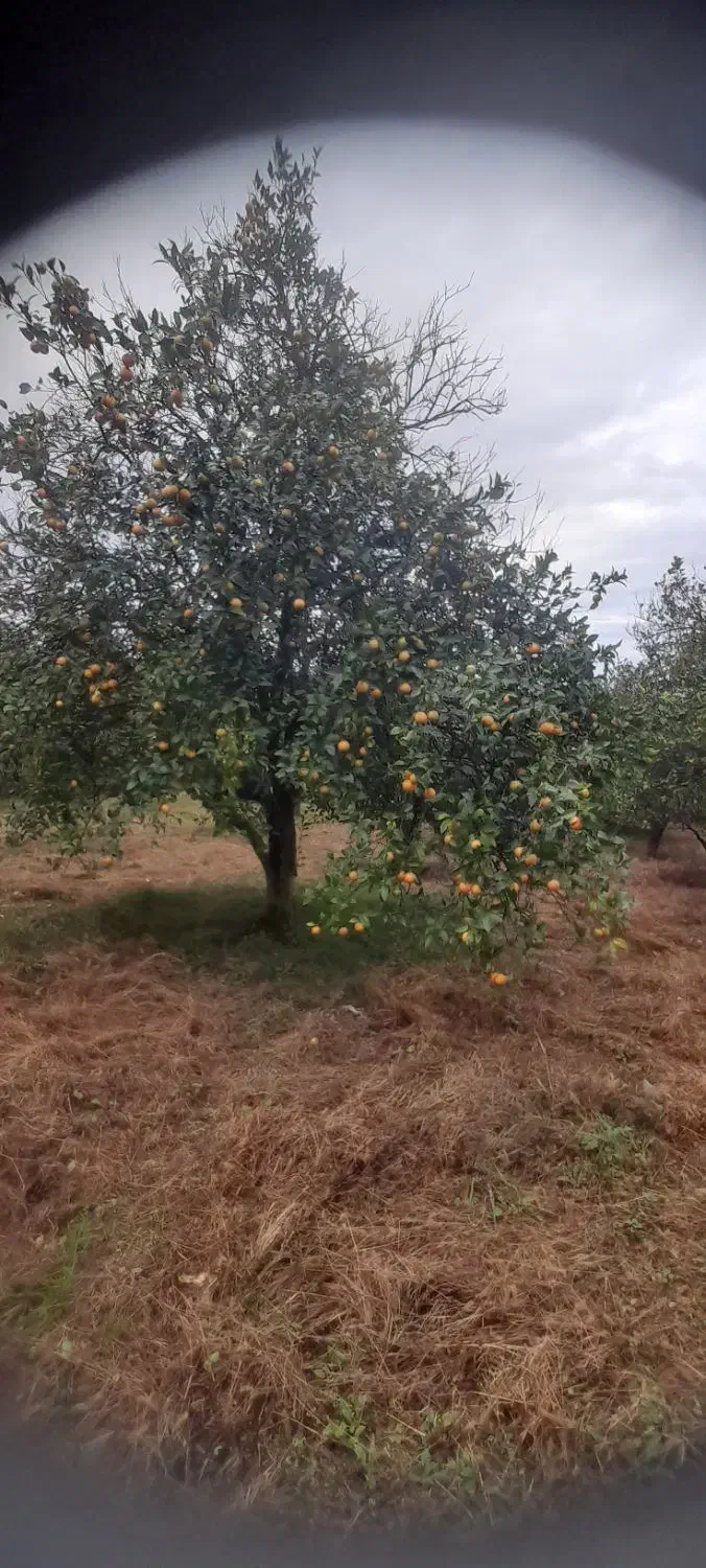 باغ پرتقال ۱۳۰۰ متری زیر قیمت بازار اوشیان دو بر|فروش زمین و ملک کلنگی|چابکسر, |دیوار