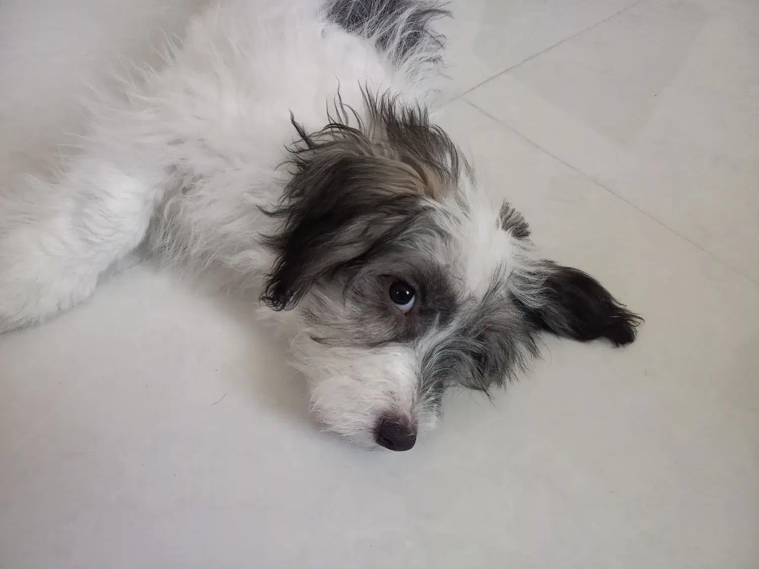 واگذاری شیتزو آموزش دیده واکسن زده با وسایل|سگ|بندرعباس, |دیوار