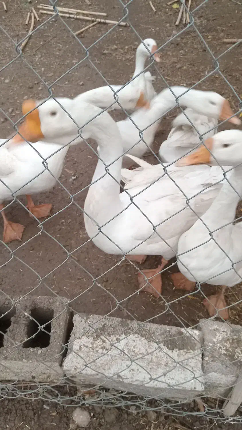 قوغاز چینی اصل|حیوانات مزرعه|علی‌آباد کتول, |دیوار