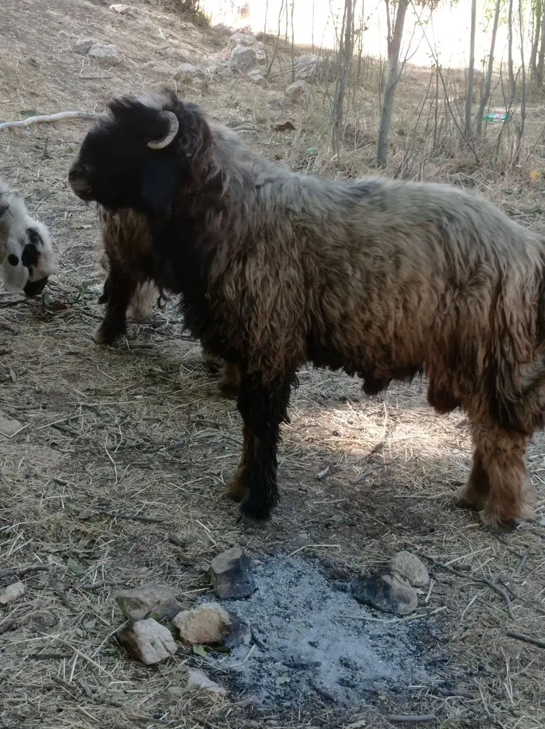 نرمیش|حیوانات مزرعه|صمصامی, |دیوار