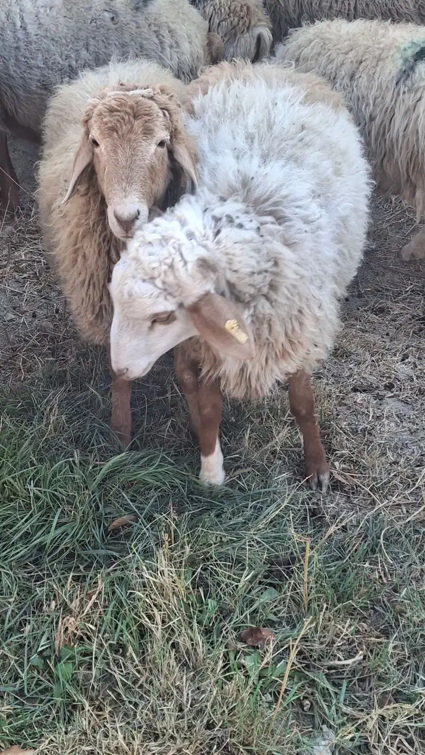 مغانی اصلاح نژاد همو|حیوانات مزرعه|کلات (خراسان), |دیوار