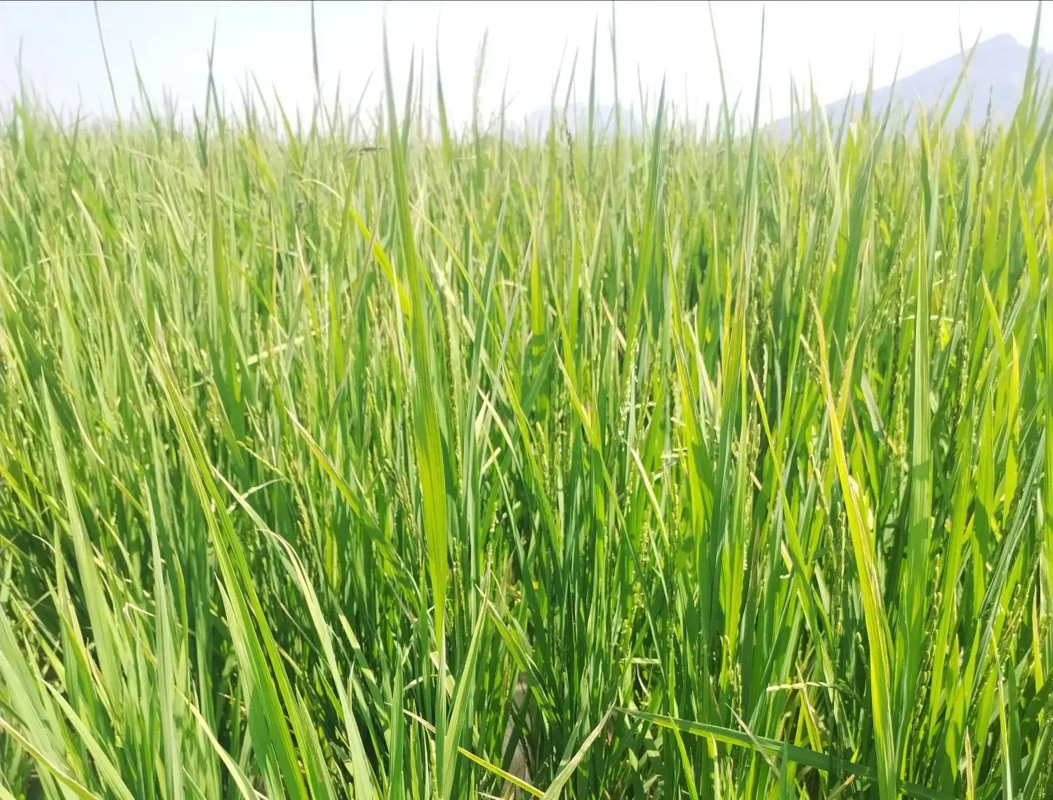 اجاره زمین کشاورزی|اجارهٔ دفتر صنعتی، کشاورزی، تجاری|درودزن, |دیوار