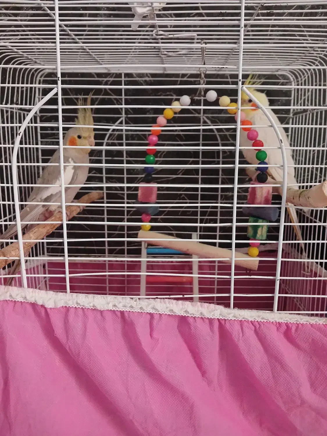 یه جفت عروس هلندی  نروماده|پرنده|صومعه‌سرا, |دیوار