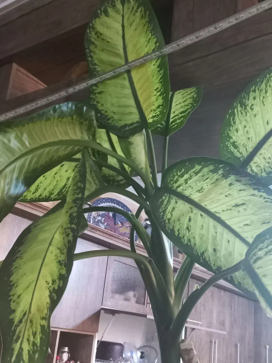 گل دیفن باخیا بزرگ|گل و گیاه طبیعی|شیراز, پادگان بعثت|دیوار